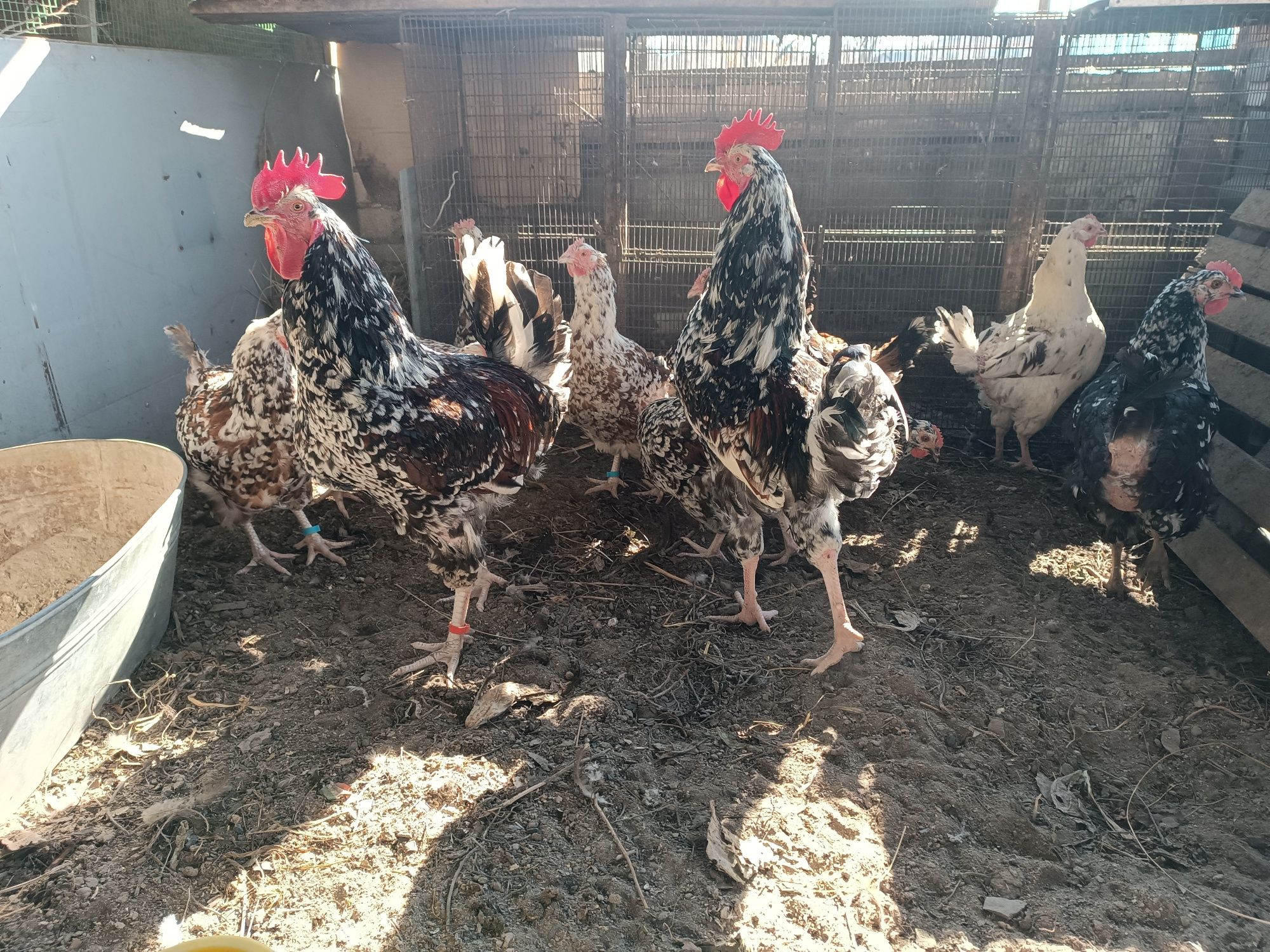 Продам курей Ливенская ситцевая