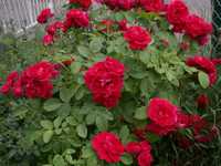 Роза кустовая красная (роза плетиста червона)