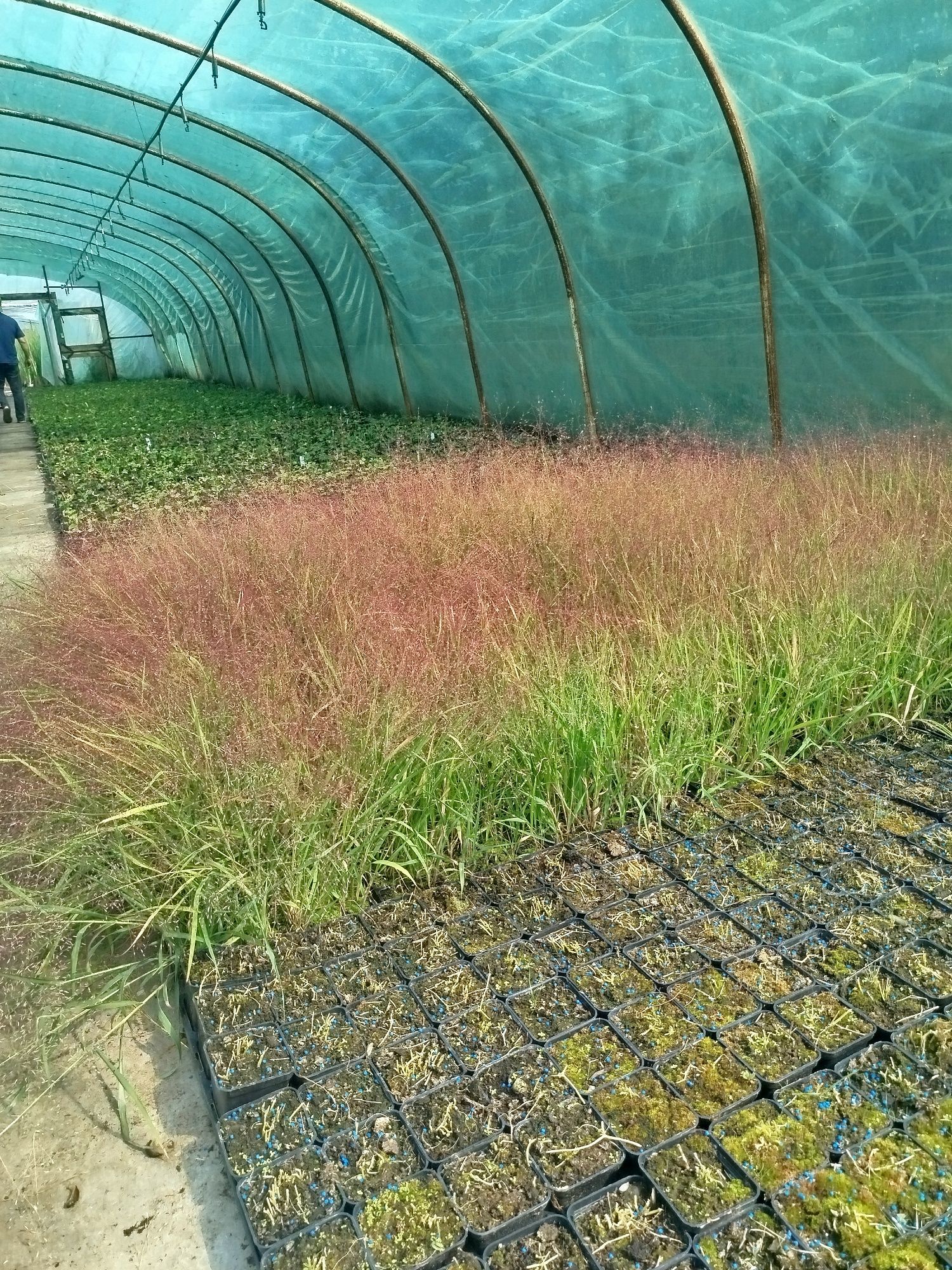 Miłka Okazała.. Eragrostis spectabilis