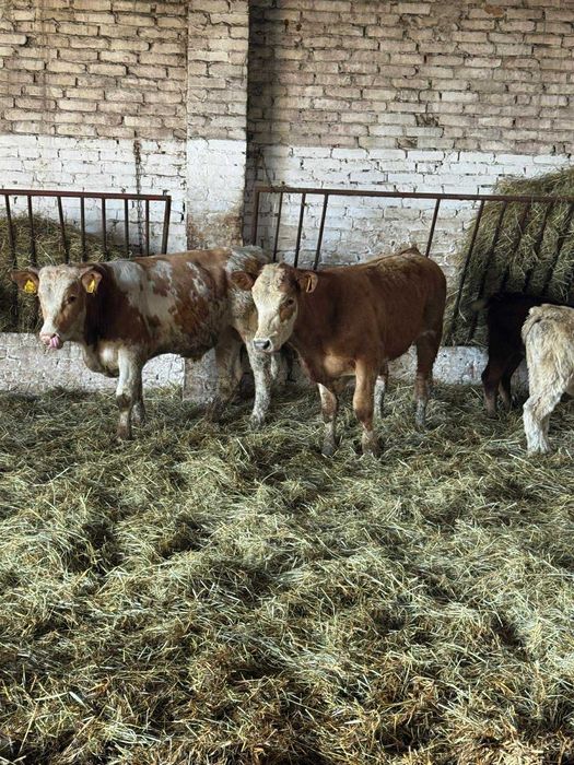 Byki na dalszy odchów odsady