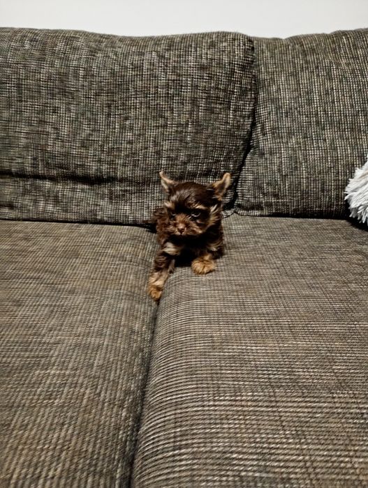 Czekoladowy Yorkshre Terrier chłopiec