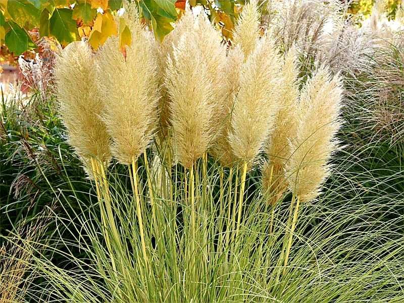 Trawa pampasowa "Gold Mini Pampas", złoto-zielone liście, nowość!
