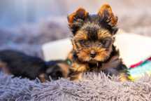 Yorkshire terrier YORK /FCI ZKwP