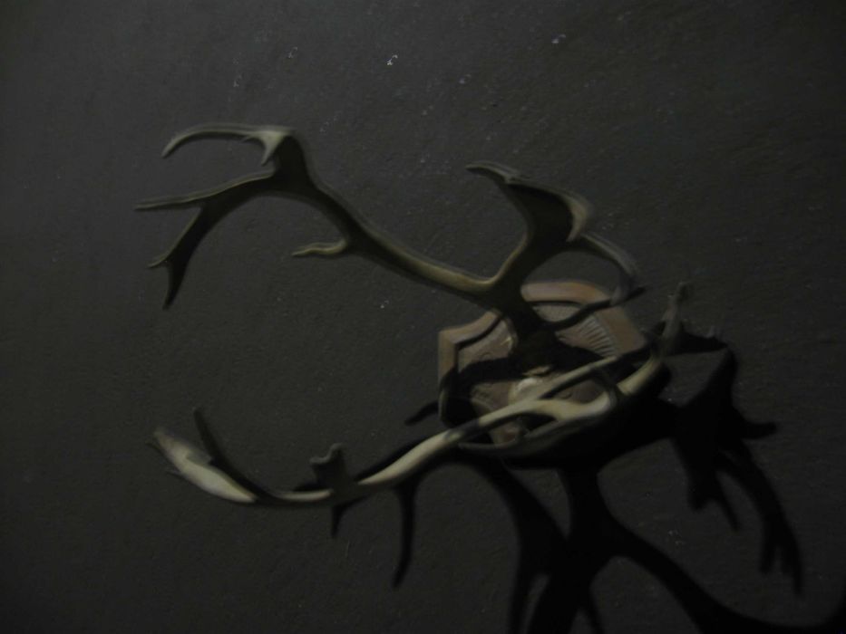 Роги оленя для оздоблення приміщень