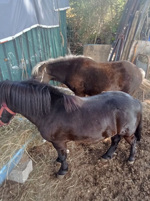 Pônei macho inteiro