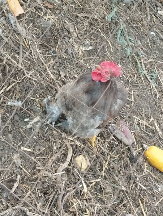 Продам питухів .