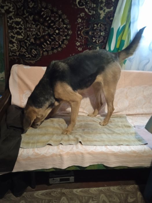 Руська гонча,дівчинка,вік 2,5р.