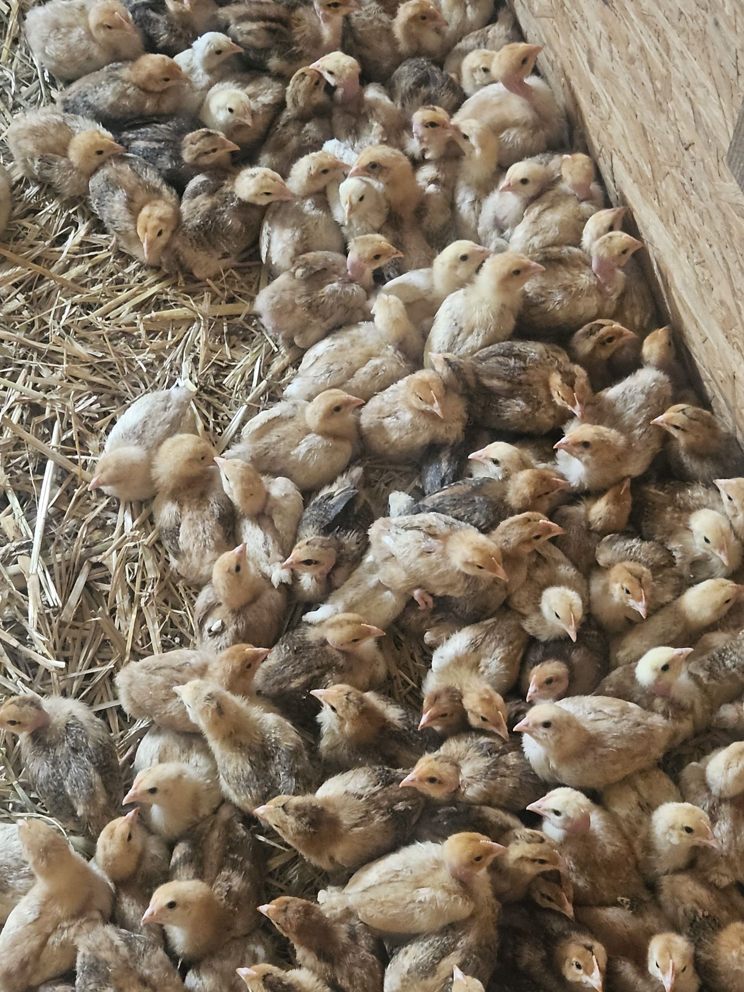 Pisklęta kaczek perliczki gołoszyjki brojlery zagrodowe czerwone