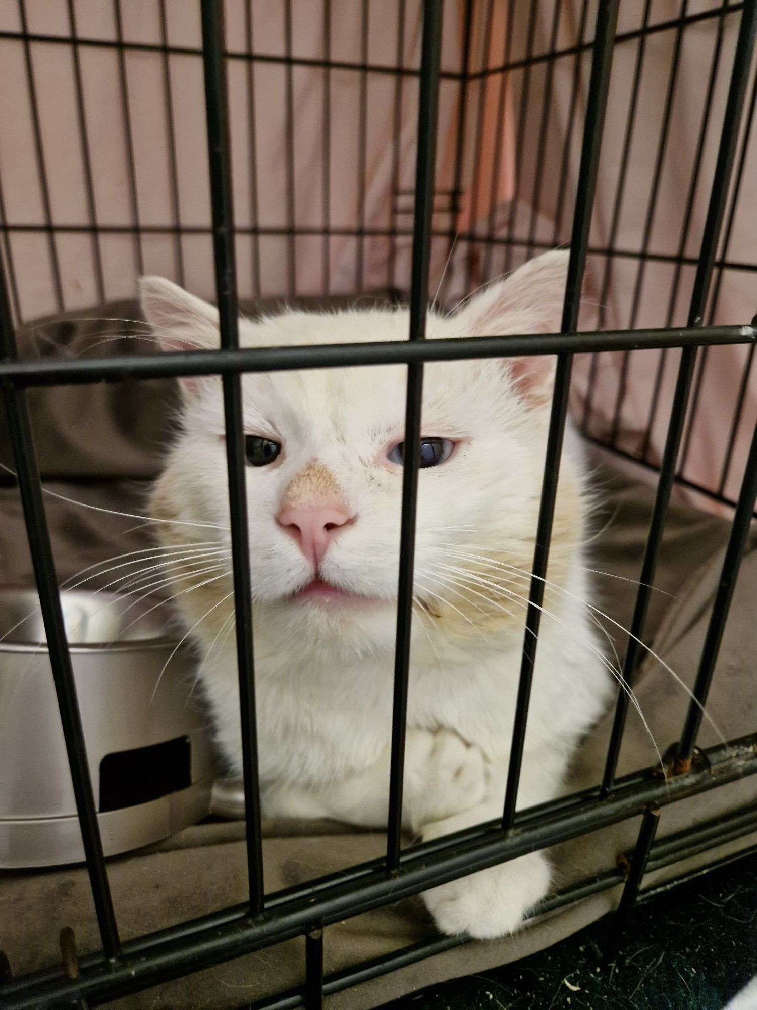 Kefir z dwoma różnymi oczkami. + FIV
