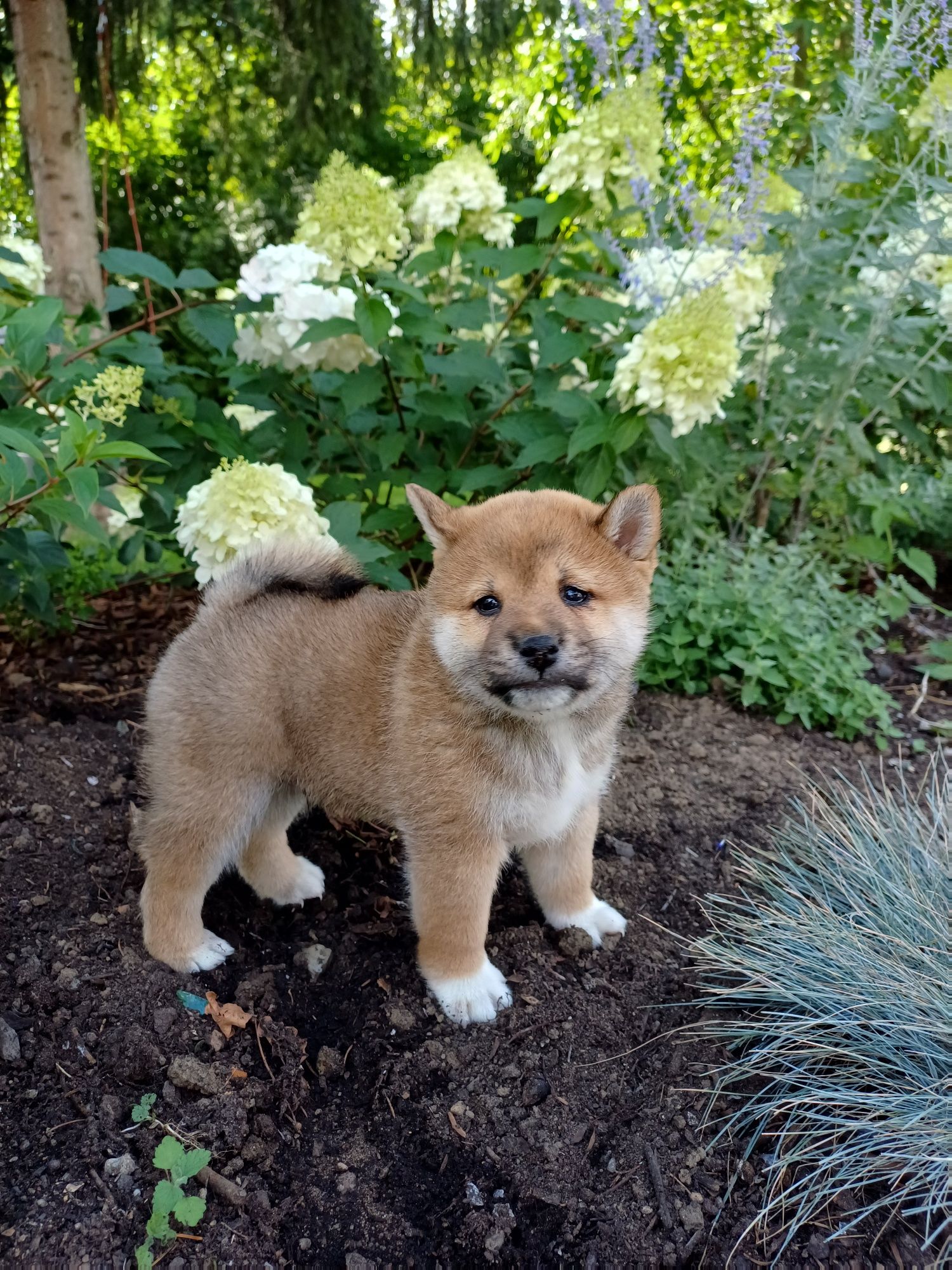 Shiba inu-Piesek