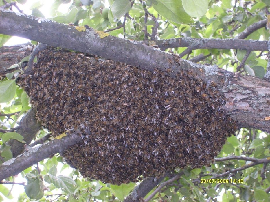 Ловлю пчел Снимаю рой пчел . рой пчел улетевший, поселившиеся у вас