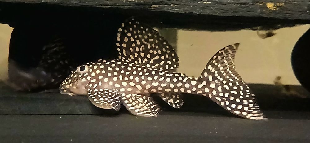 L136 B - Hypancistrus