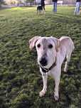 Pearl, młoda arabska księżniczka w typie saluki