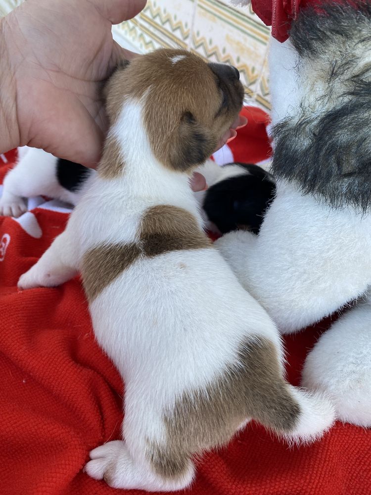 Jack russel terrier