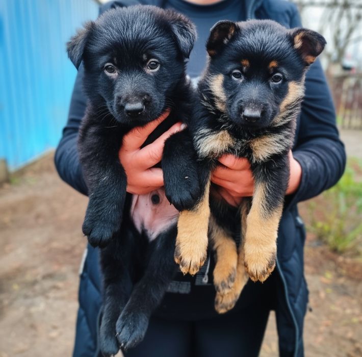 Продам чистокровних цуценят німецької вівчарки