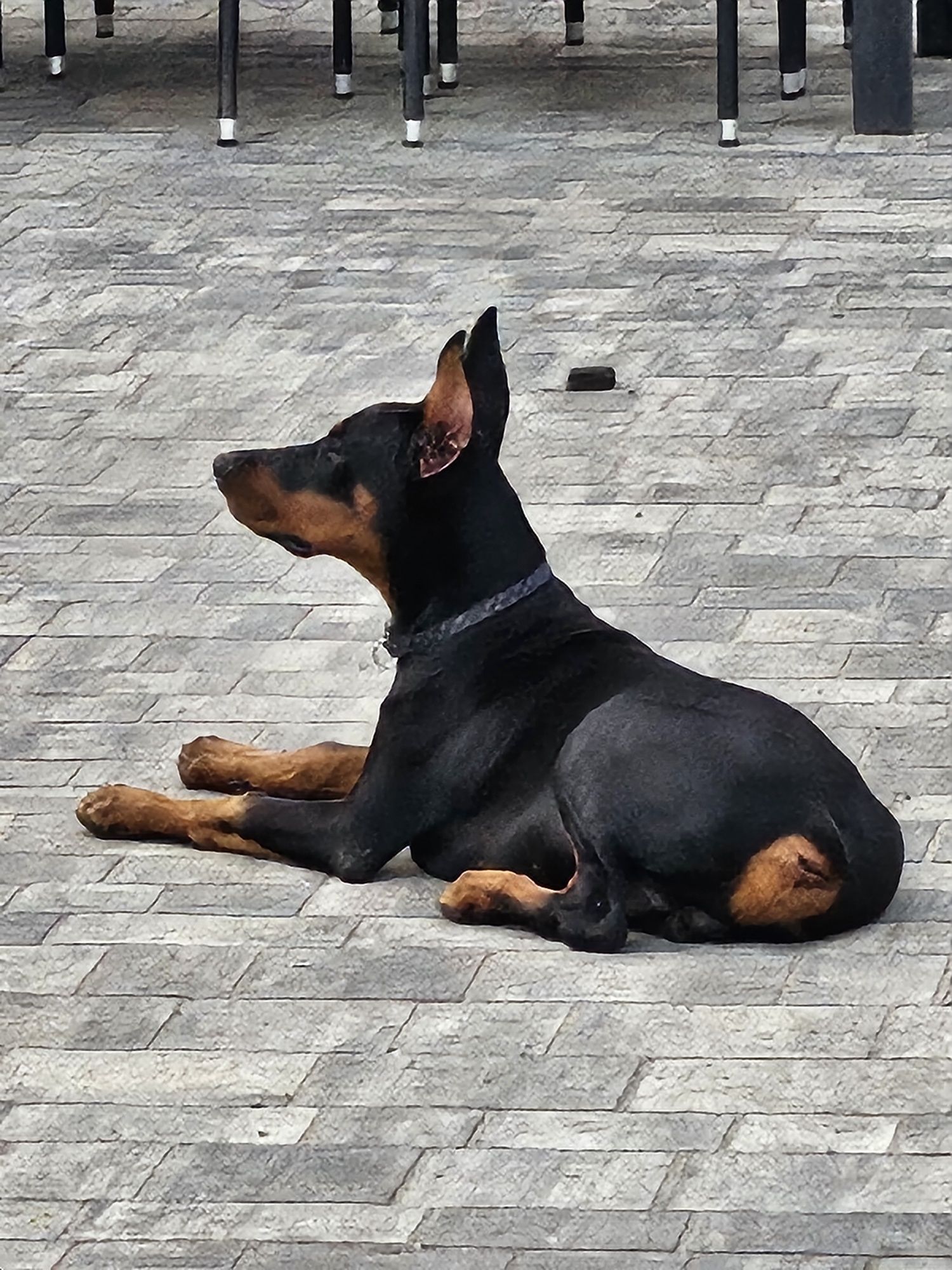 Doberman europejski chlopiec 4 miesiace FCI