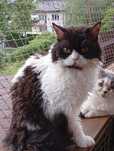 Edi kotek Selkirk Rex