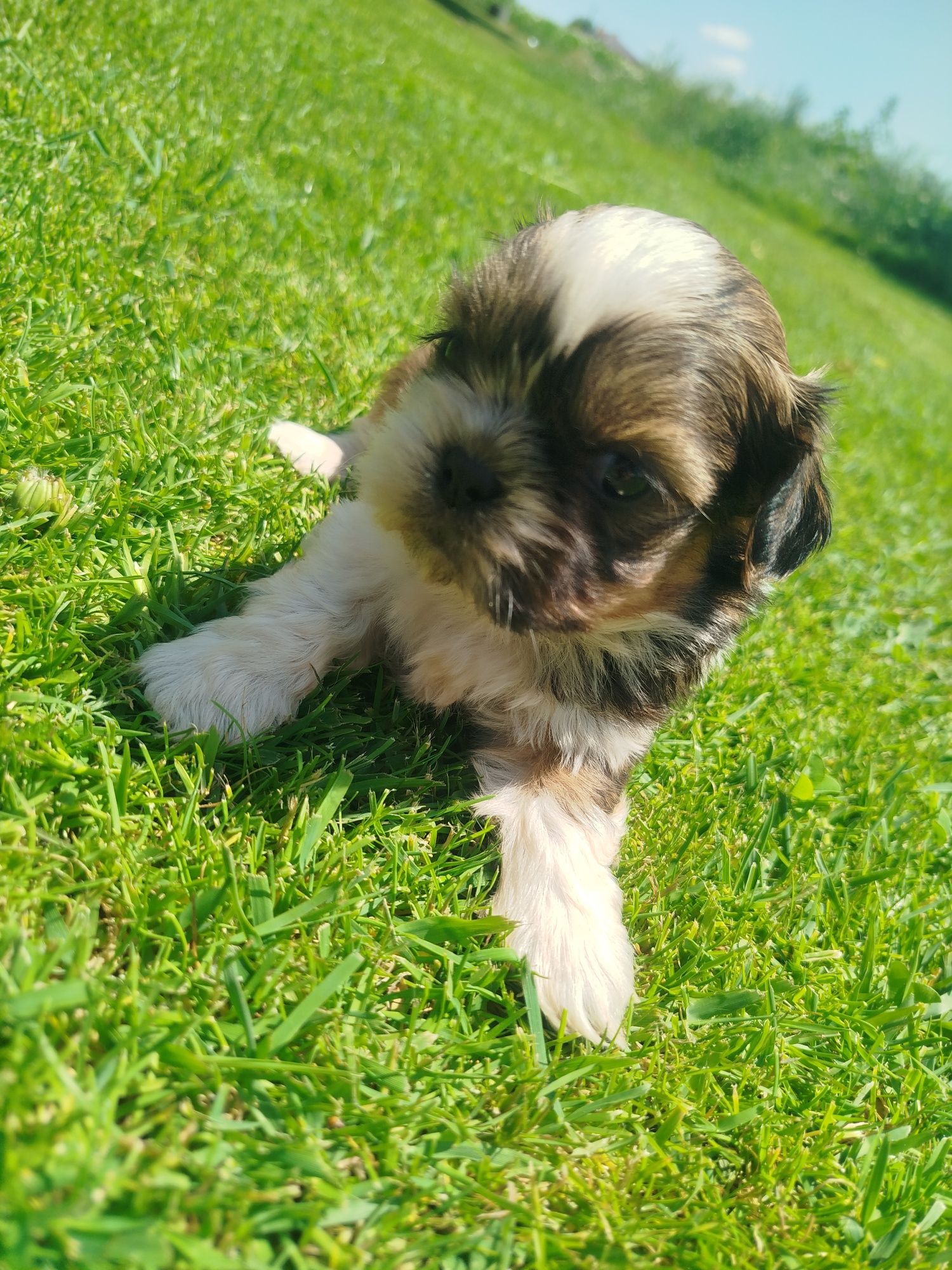 Shih tzu gotowe do odbioru