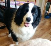 Dogsitter opieka nad psem  psi hotel hotel dla psów petsitter renoma