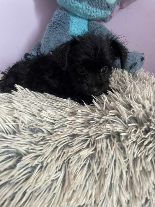 Sunia Black czarna york Yorkshire terrier