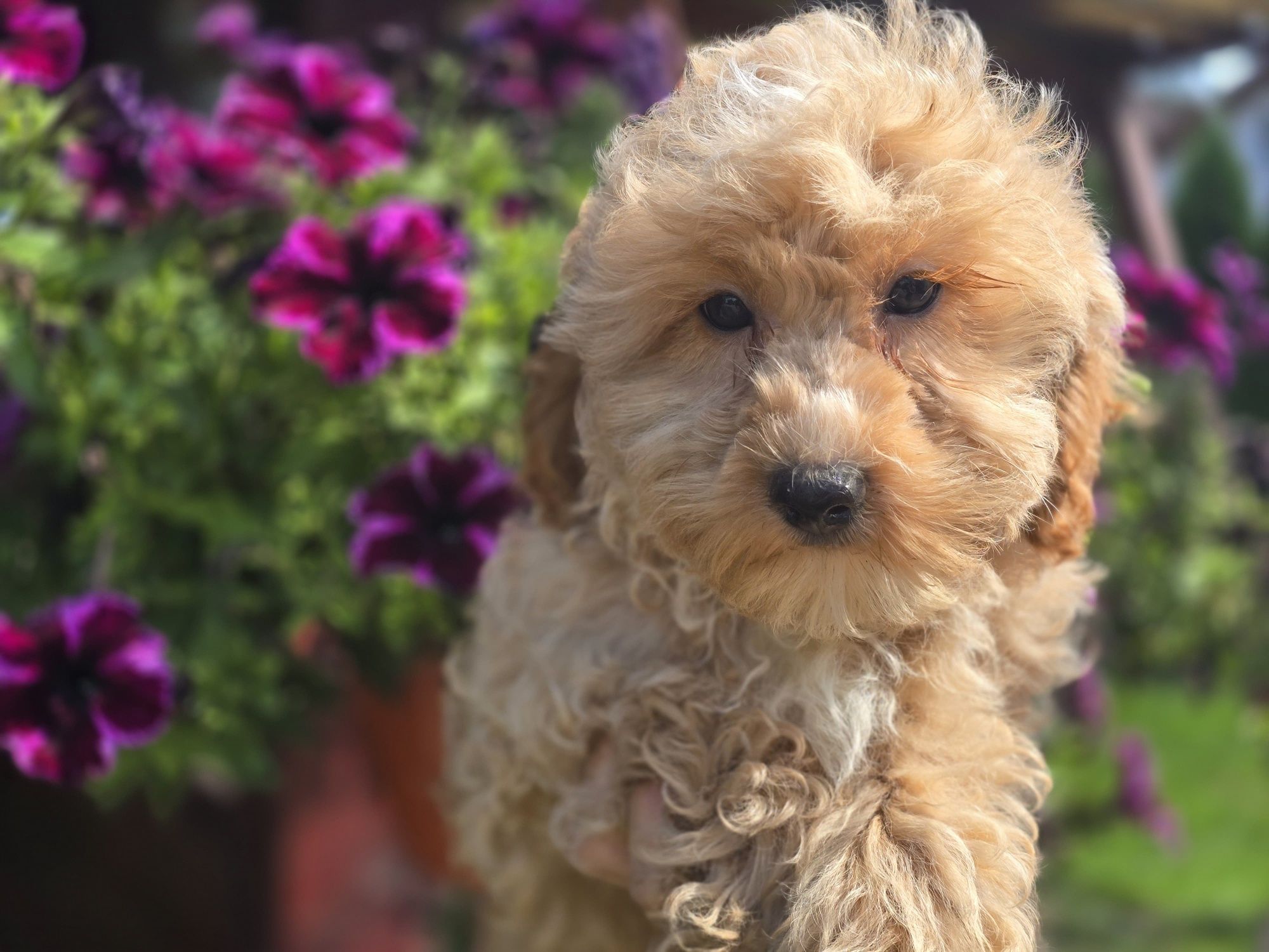 Maltipoo f1 piesek szczeniak do odbioru szczenię