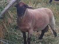 Borrego e borrega