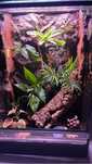 Terrarium dla gekona orzesionego ! 40x40x60