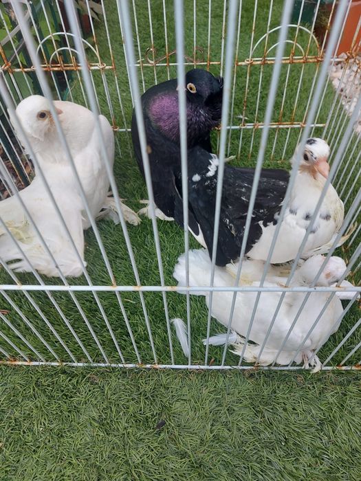 Vendo várias raças de pombos