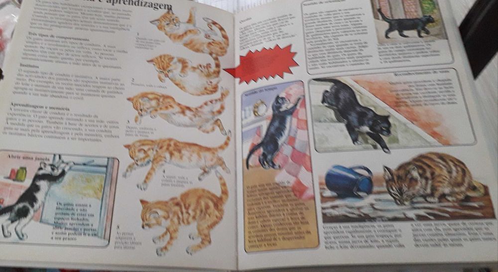 Conheça os Gatos - Animais amigos