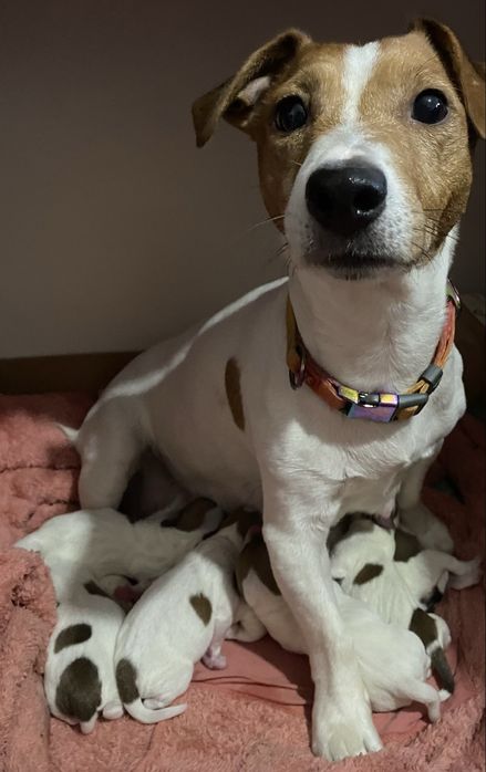 Чистокровні цуценята Джек Рассел тер’єр!