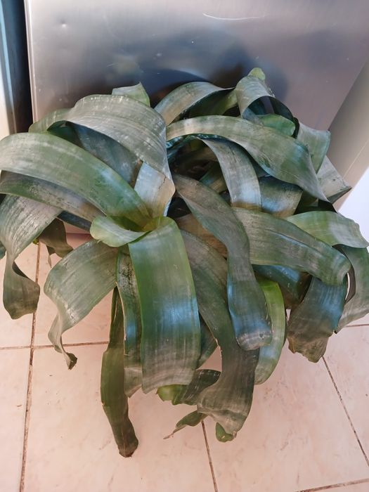 Єхмея великий вазон доглянутий