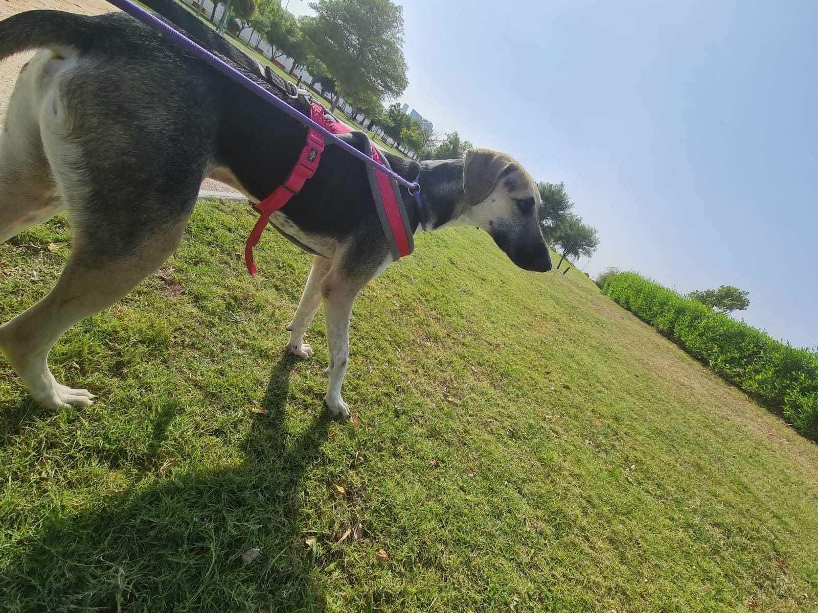 Cudem ocalały Patrick w typie charta perskiego saluki