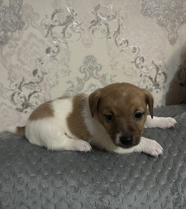 Джек Рассел тер'єр