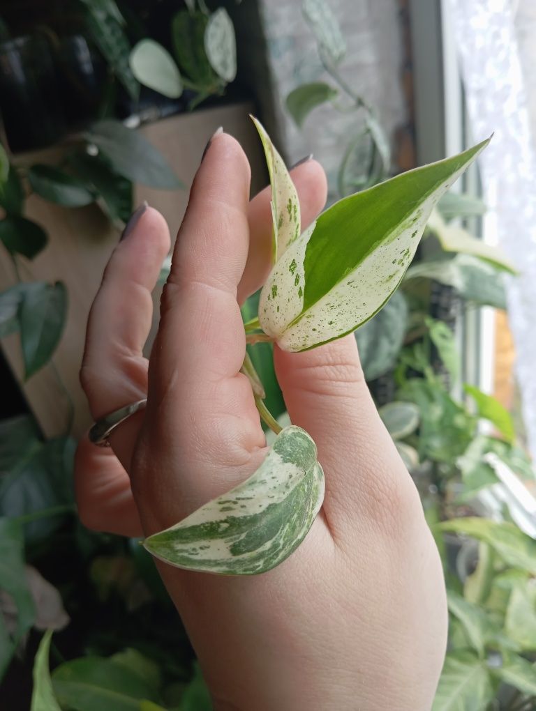 Filodendron Emerald ice