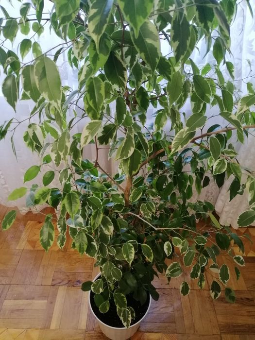 Фікус Бенджаміна