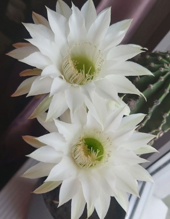 Єхінопсис кактус