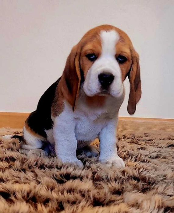 Piękny piesek Beagle tricolor z rodowodem