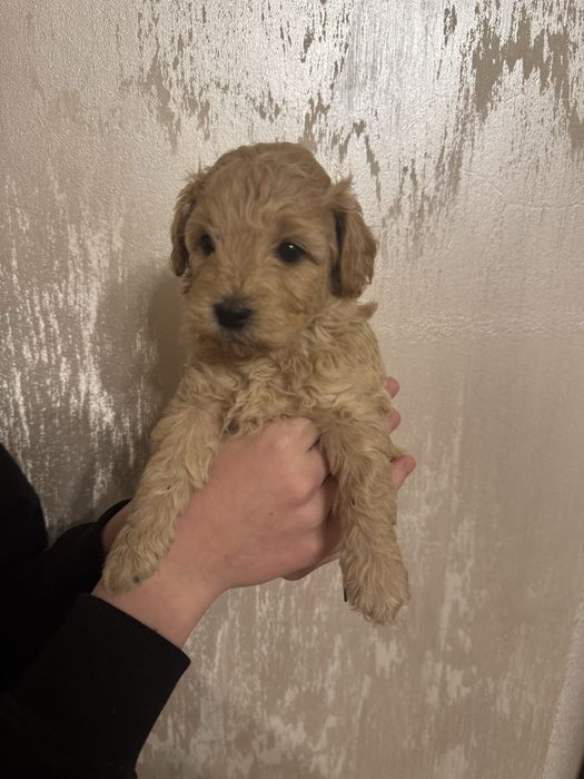 Bichpoo, matka Bichon Frise ojciec pudel red