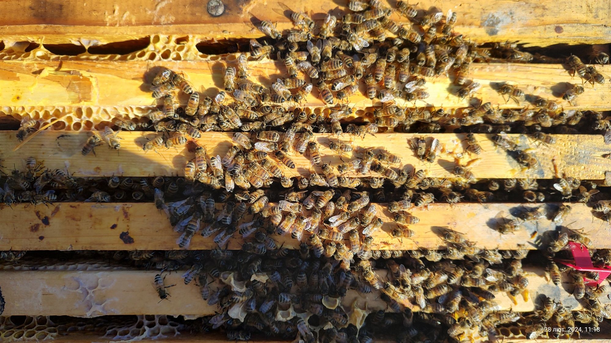 Пчелопакети, пчелосемьи