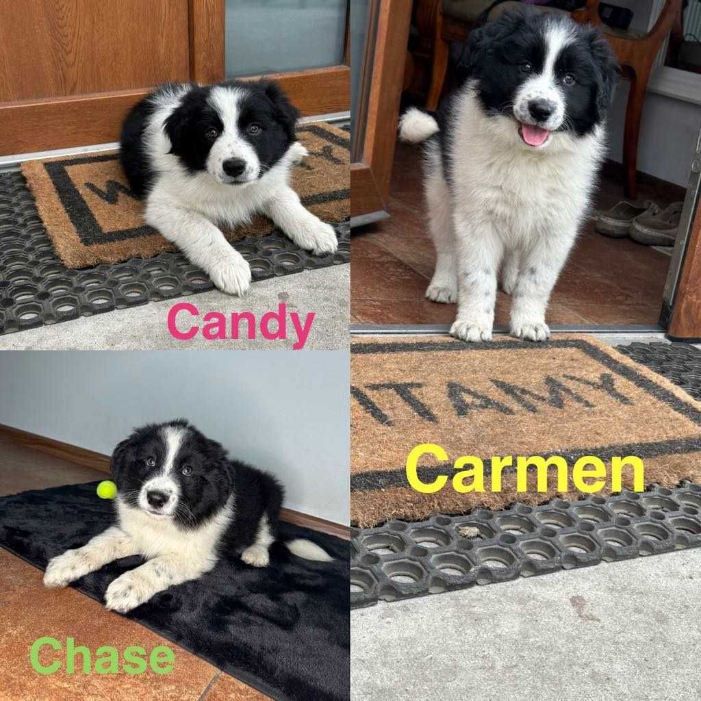 Border Collie szczeniak gotowy do nowego domku
