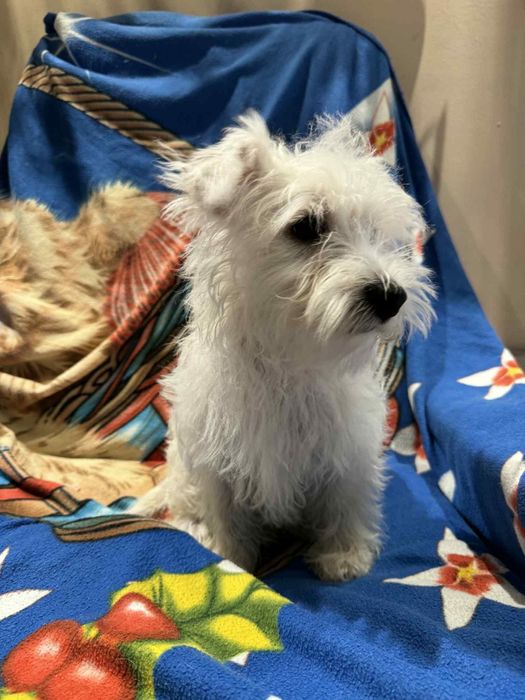 Piesek czeka na nowy dom West Highland White Terrier