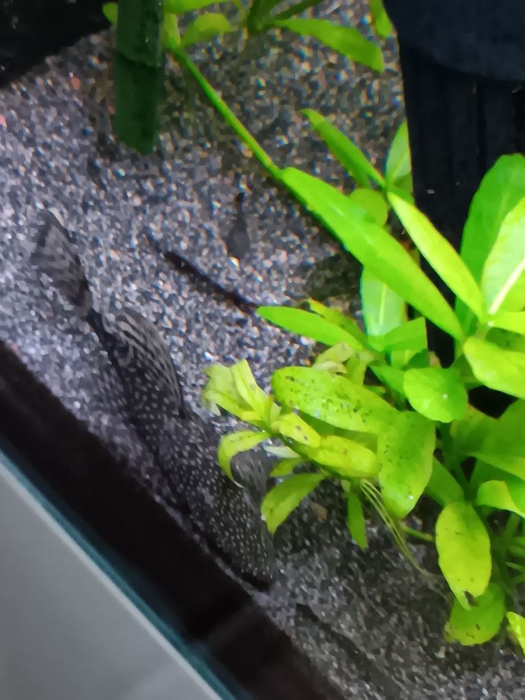 Ansistrus peixes