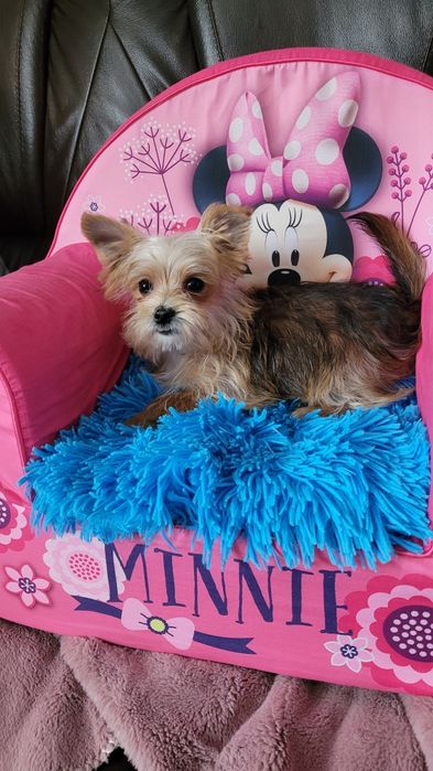 York maleńki piesek z wyprawką