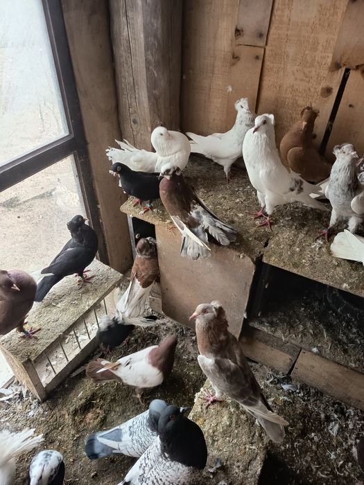 Gołębie ozdobne rasowe