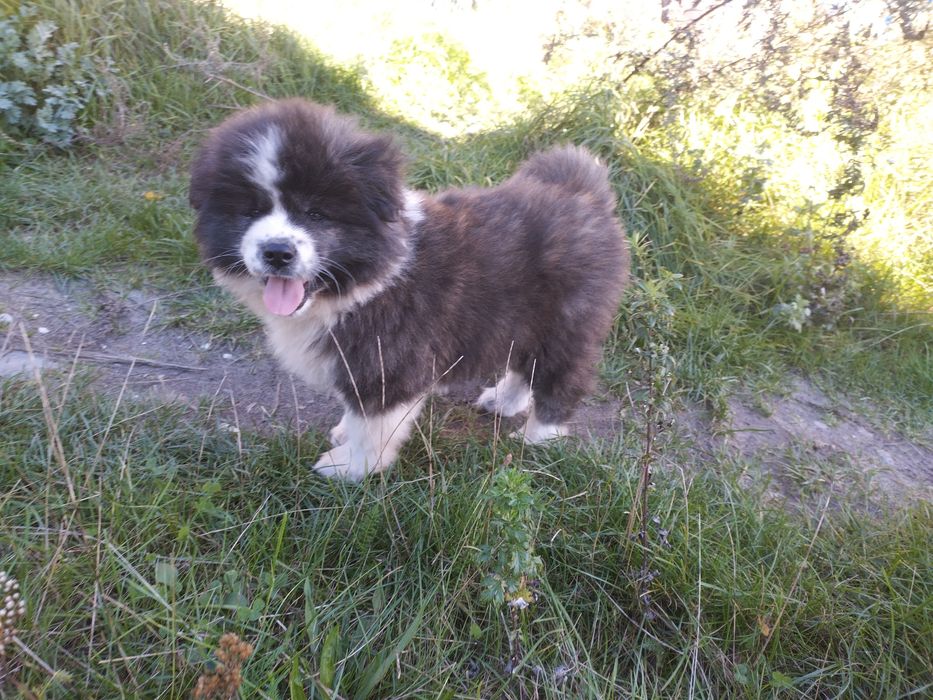 Długowłose Szczenię Japońska Akita Inu