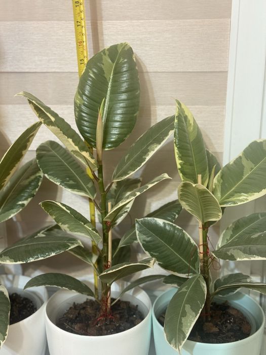 Фікус Тінекі, Беліз, Абіджан (TINEKI, BELIZE,  ELASTICA ABIDJAN)