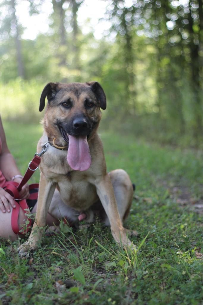 Duży, silny, młody pies do adopcji