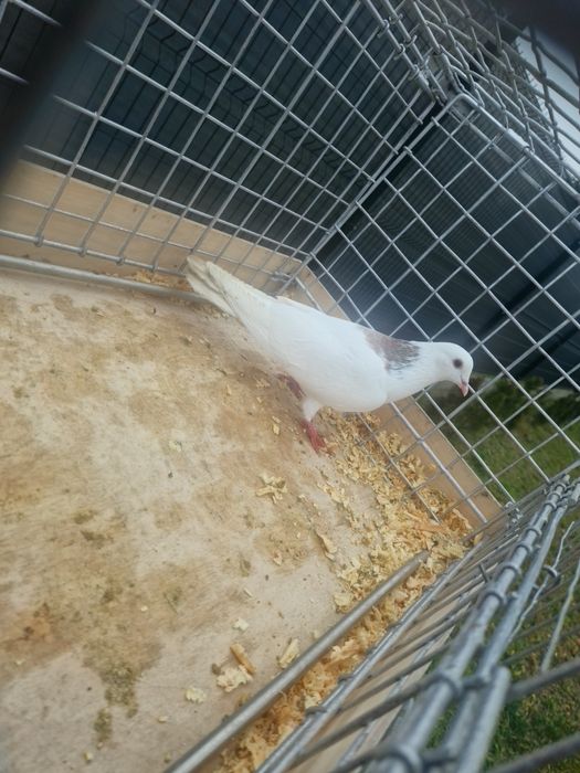 Grzywacz Samiec Zapraszam