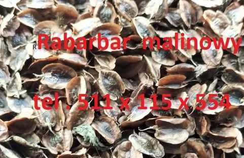 Rabarbar malinowy nasiona 92-95 %