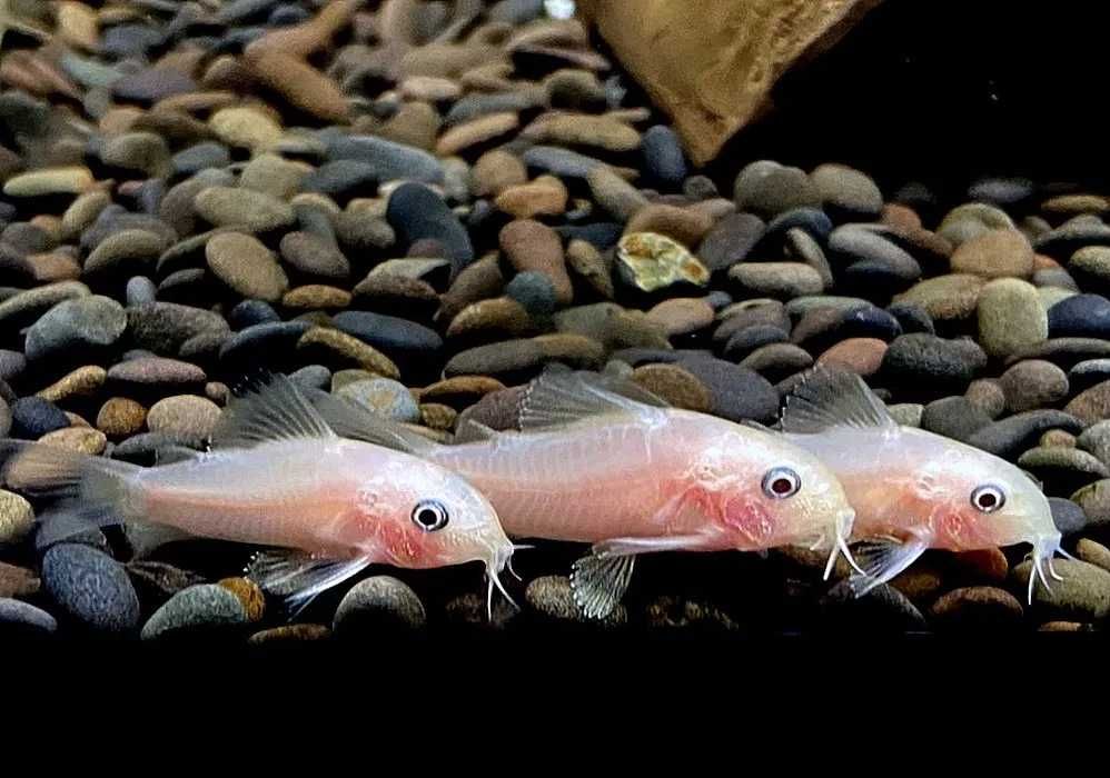 Młode kiryski  Rarytas nowość Corydoras  Kirysy Pandy snow white